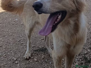 Meticcio cani Chantal fantastica cagnolina - Annuncio 42