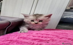 Maine Coon gatti in vendita: Cuccioli mainecoon - Immagine 12