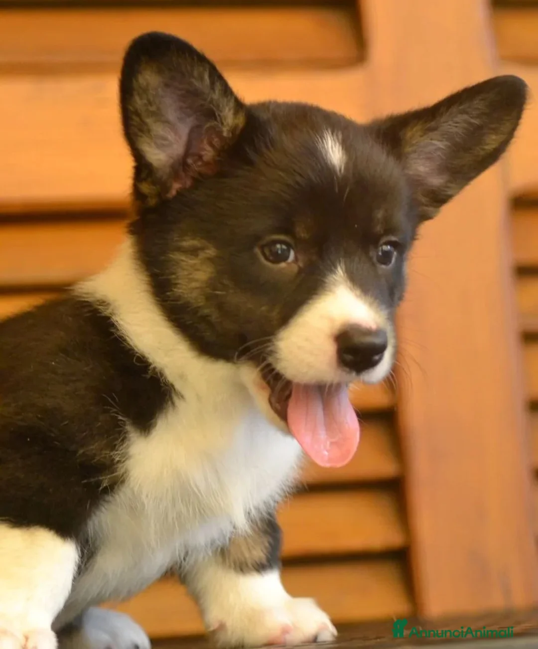 Immagine della galleria {{count}}