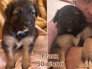 Meticcio cani CUCCIOLI, URGENTE: TEMPO SCADUTO - Annuncio 1