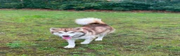 Alaskan Malamute cani in vendita: CUCCIOLI DI ALASKAN MALAMUTE ROMA - Annuncio 2