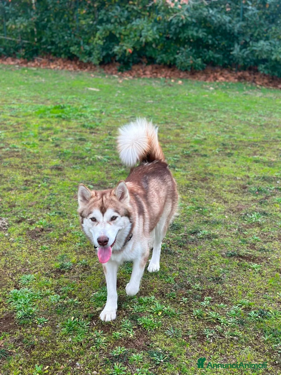 Alaskan Malamute cani in vendita: CUCCIOLI DI ALASKAN MALAMUTE ROMA - Annuncio 2