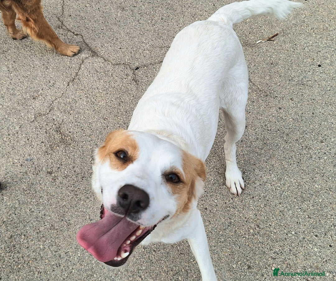 Meticcio cani in regalo: Thelma 3 anni Taglia media contenuta  - Annuncio 1