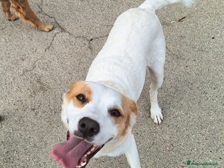 Meticcio cani Thelma 3 anni Taglia media contenuta - Annuncio 33