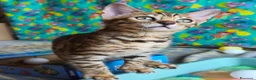 Bengala gatti in vendita: Cuccioli bengala  a Provincia di Treviso - Annuncio 3