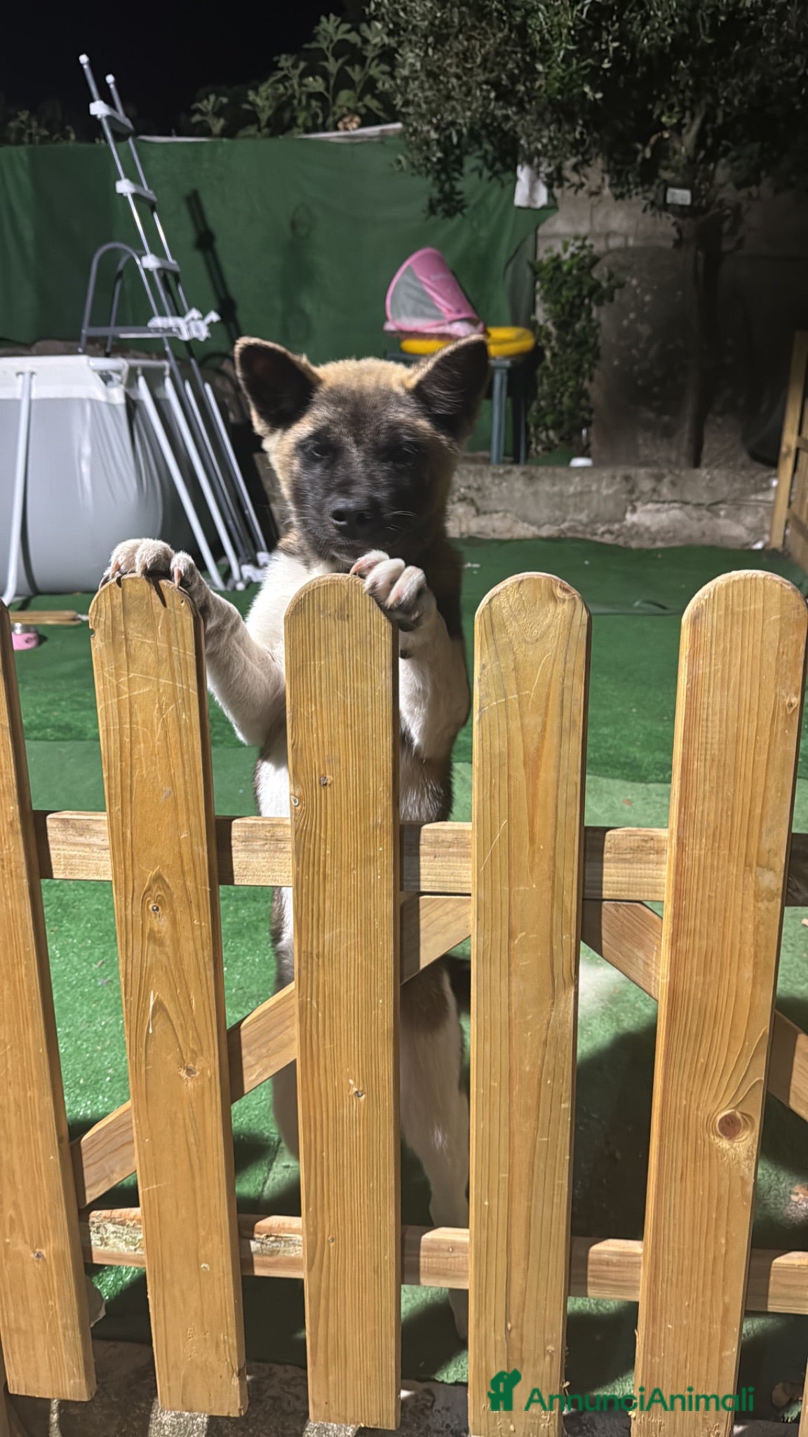 Akita Americano cani Cucciola akita americano  - Annuncio 1
