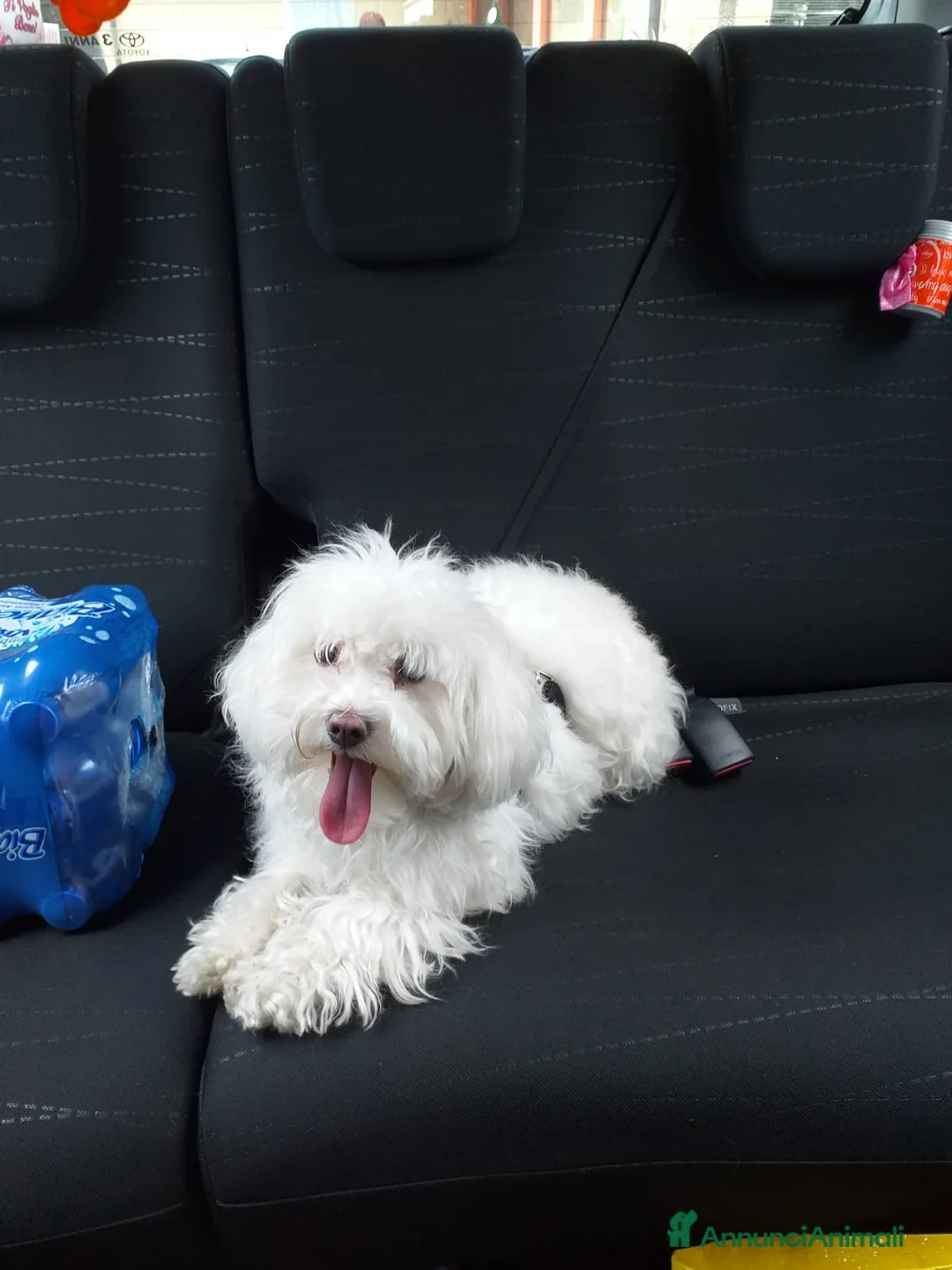 Maltipoo cani in vendita: maltipoo - Annuncio 2