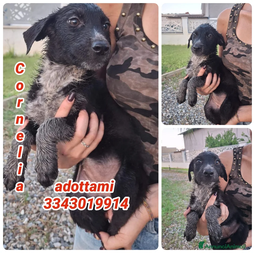 Meticcio cani in regalo: CORNELIA 🩷 pronta a riempire la vita di coccole a Provincia di Lodi - Annuncio 1