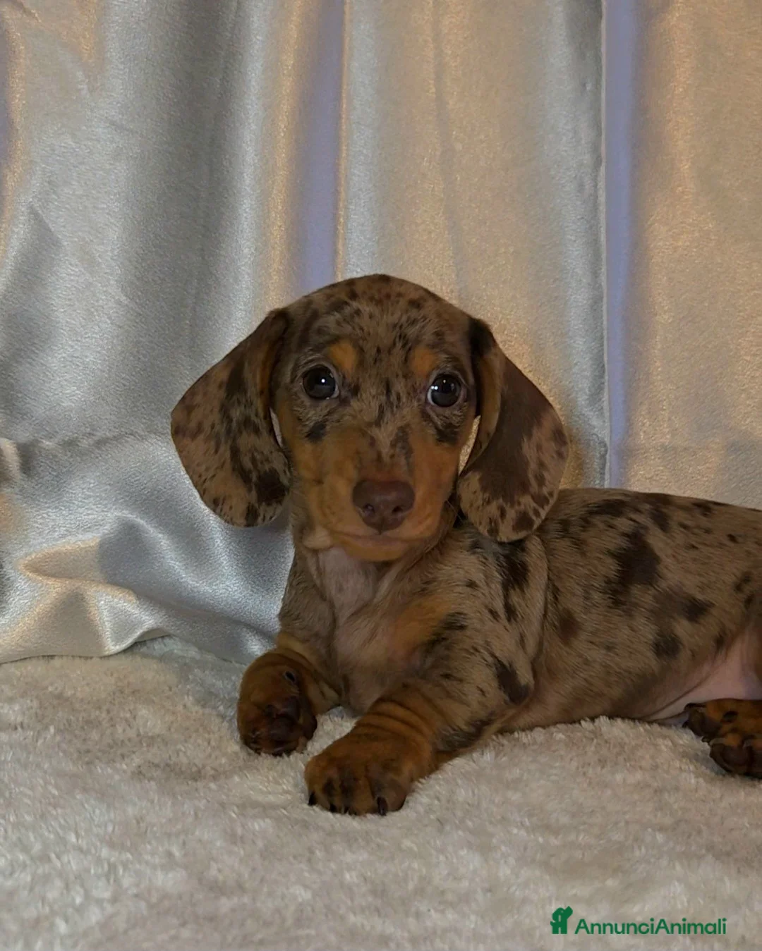 Bassotto cani in vendita: Bassotto arlecchino chocolate - Annuncio 2