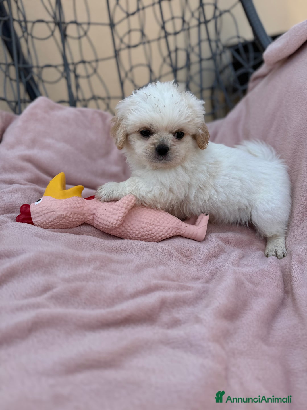 Pechinese cani in vendita: Cuccioli pechinese  a Рим - Immagine 4