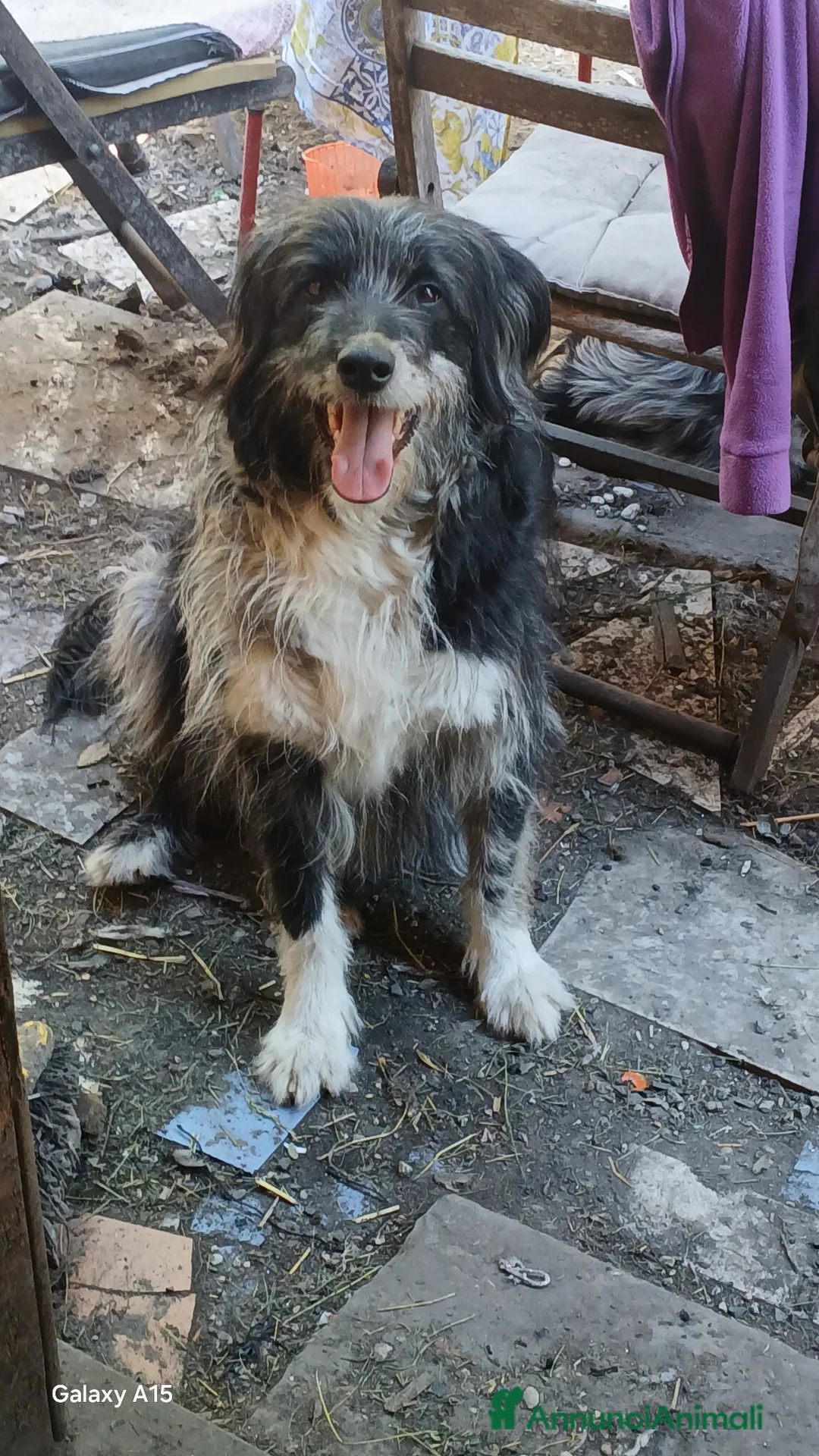 Meticcio cani in vendita: cuccioli su prenotazione - Annuncio 11