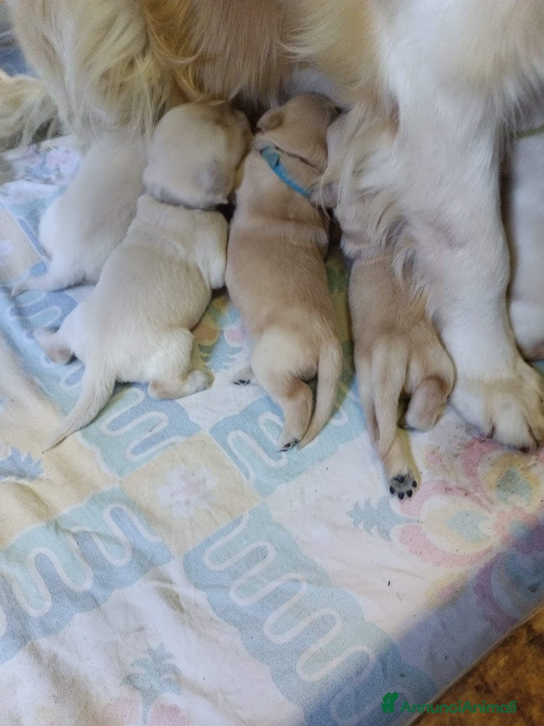 Golden Retriever cani in vendita: Golden retriever cuccioli  - Annuncio 3