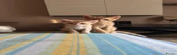 Europeo gatti in regalo: 4 cuccioline cercano casa  - Annuncio 5