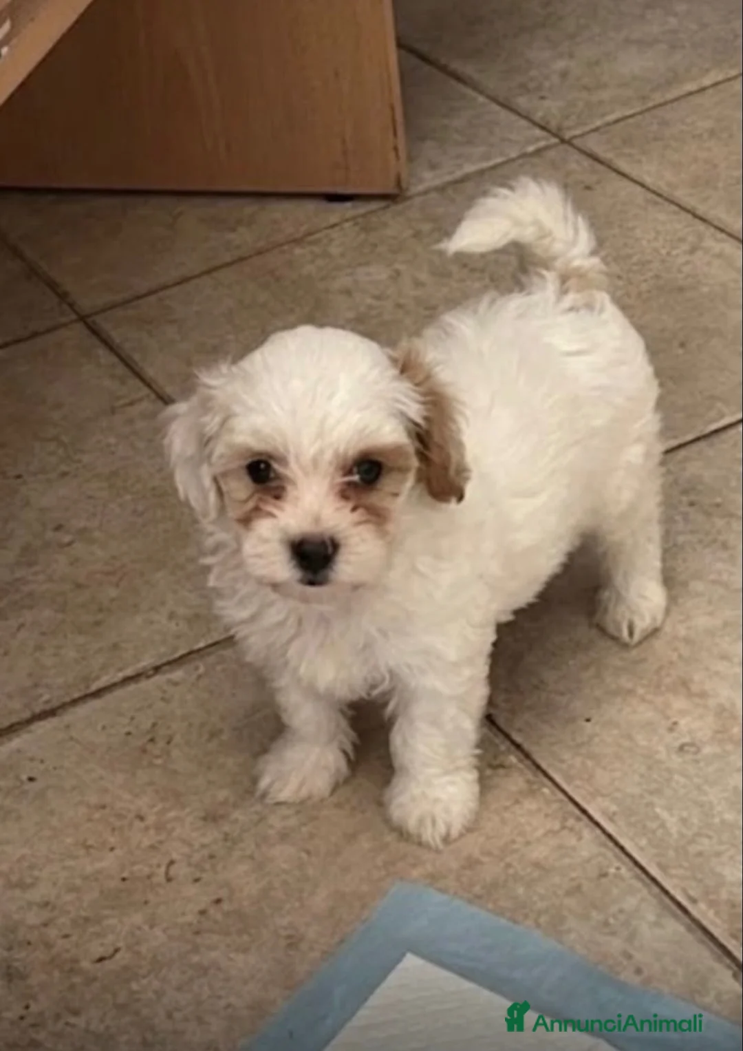 Maltipoo cani in vendita: Maltipoo  - Annuncio 4