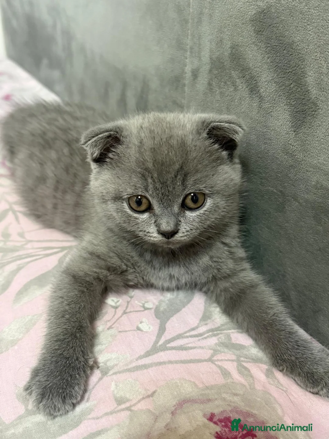 Scottish gatti in vendita: Scottish Fold  - Annuncio 6