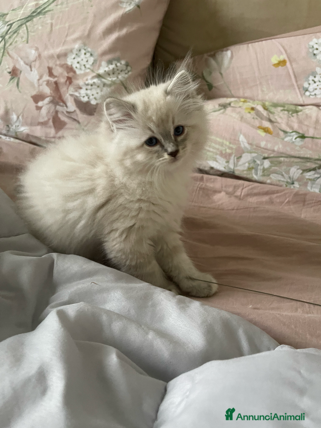 Ragdoll gatti in vendita: Cucciolata blu mitted/tabby - Annuncio 11