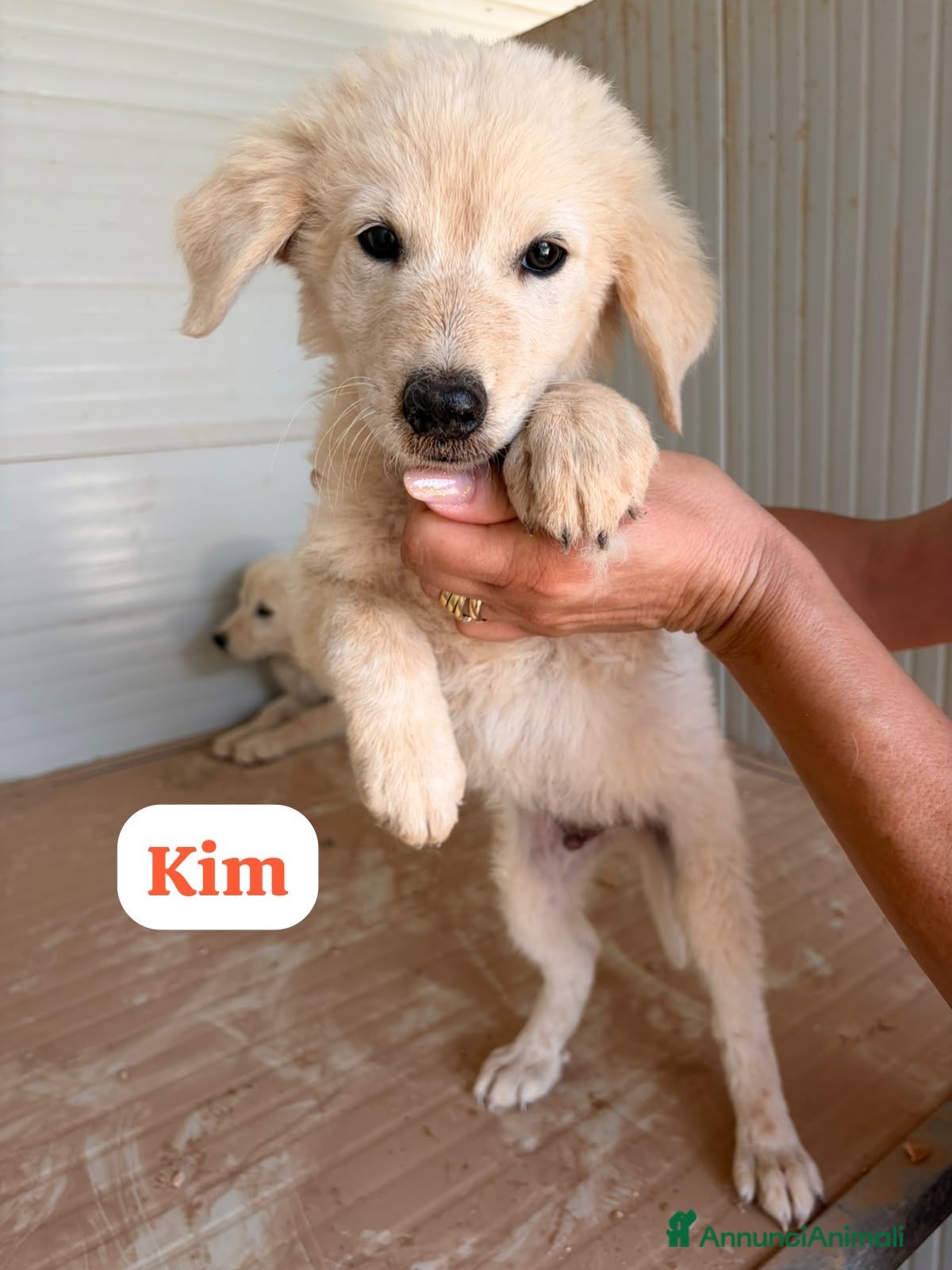Meticcio cani Kim dolcissimo cucciolo simil golden retriever  - Annuncio 15