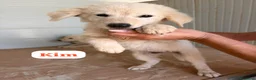 Meticcio cani in regalo: Kim dolcissimo cucciolo simil golden retriever  - Annuncio 1