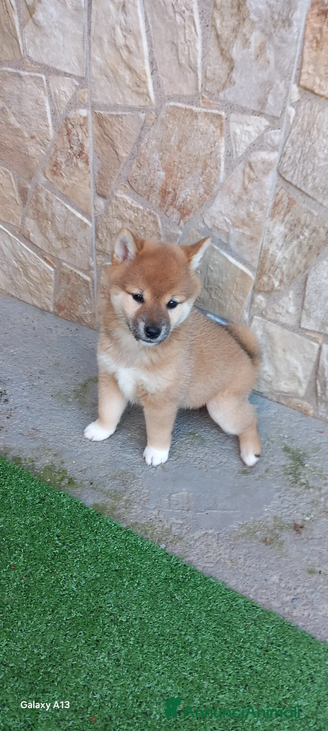 Shiba Inu cani in vendita: Shiba inu femmina rossa pedigree  - Annuncio 2