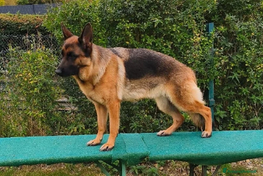 Pastore Tedesco cani in vendita: Cucciolo di pastore tedesco  - Annuncio 1