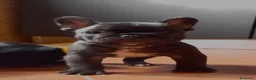 Bulldog Francese cani in vendita: Bulldog francese cuccioli  - Annuncio 2