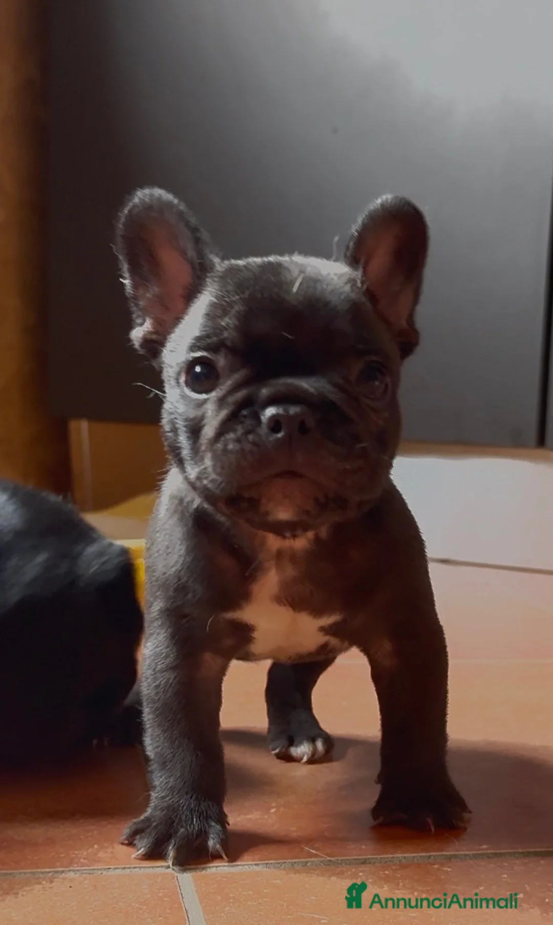 Bulldog Francese cani in vendita: Bulldog francese cuccioli  - Annuncio 2