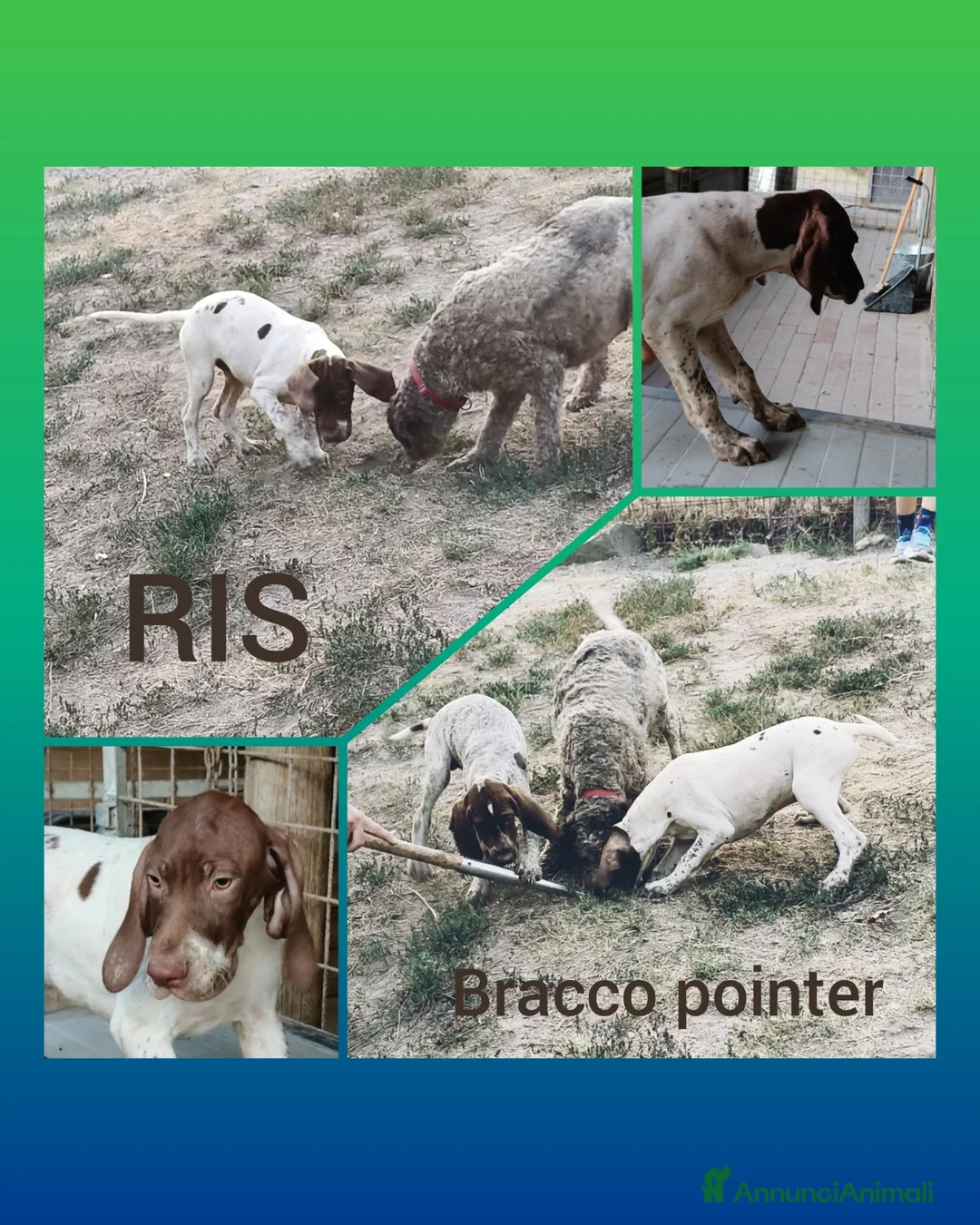 Meticcio cani in vendita: Cuccioli di 3 mesi di bracco pointer - Annuncio 2
