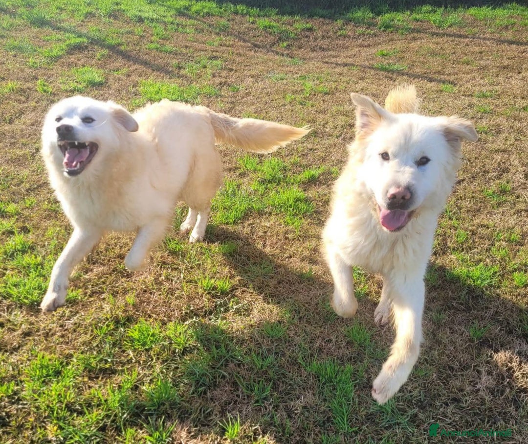 Pastore Maremmano cani in regalo: Lucilla, cucciolona di pastore maremmano  - Annuncio 6