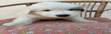Cane da Montagna dei Pirenei 4