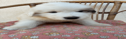Cane da Montagna dei Pirenei cani in vendita: Sette cuccioli di Cane da Montagna dei Pirenei a Ente di decentramento regionale di Udine - Annuncio 15