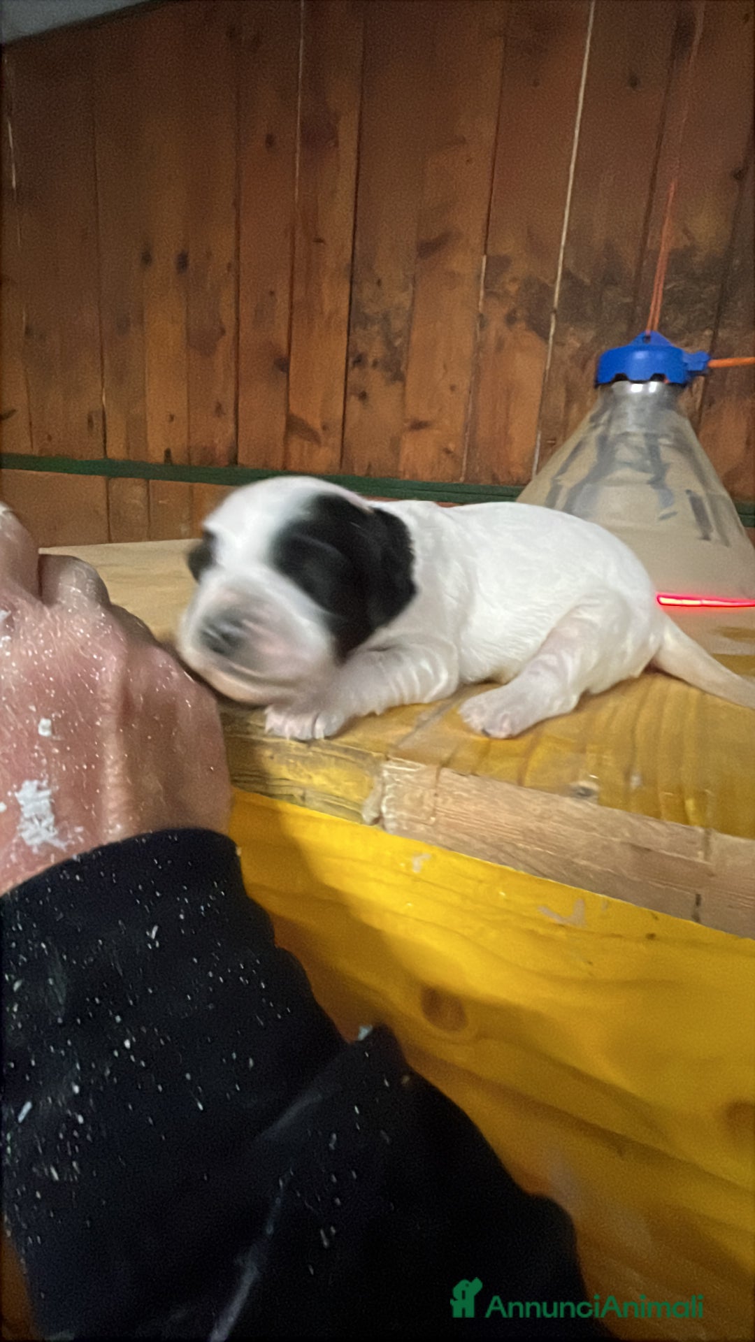 Setter Inglese cani in vendita: Cuccioli setter inglese  - Annuncio 2