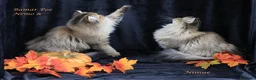 British gatti in vendita: Bamar Poe cattery  - Annuncio 6