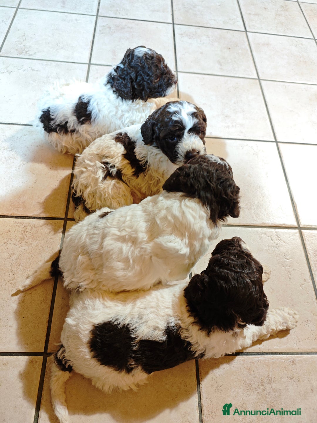 Lagotto cani in vendita: Cuccioli di Lagotto Romagnolo - Annuncio 4