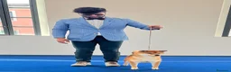 Shiba Inu cani in vendita: Shiba inu - Annuncio 18