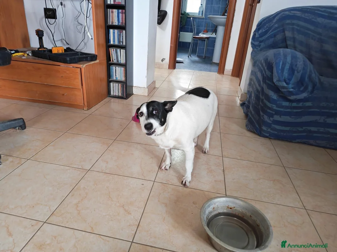 Meticcio cani in regalo: Chicco: 10 anni, dolcissimo e socievole. - Annuncio 2