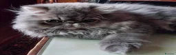 Persiano gatti in vendita: Cucciolo gatto persiano  - Annuncio 7