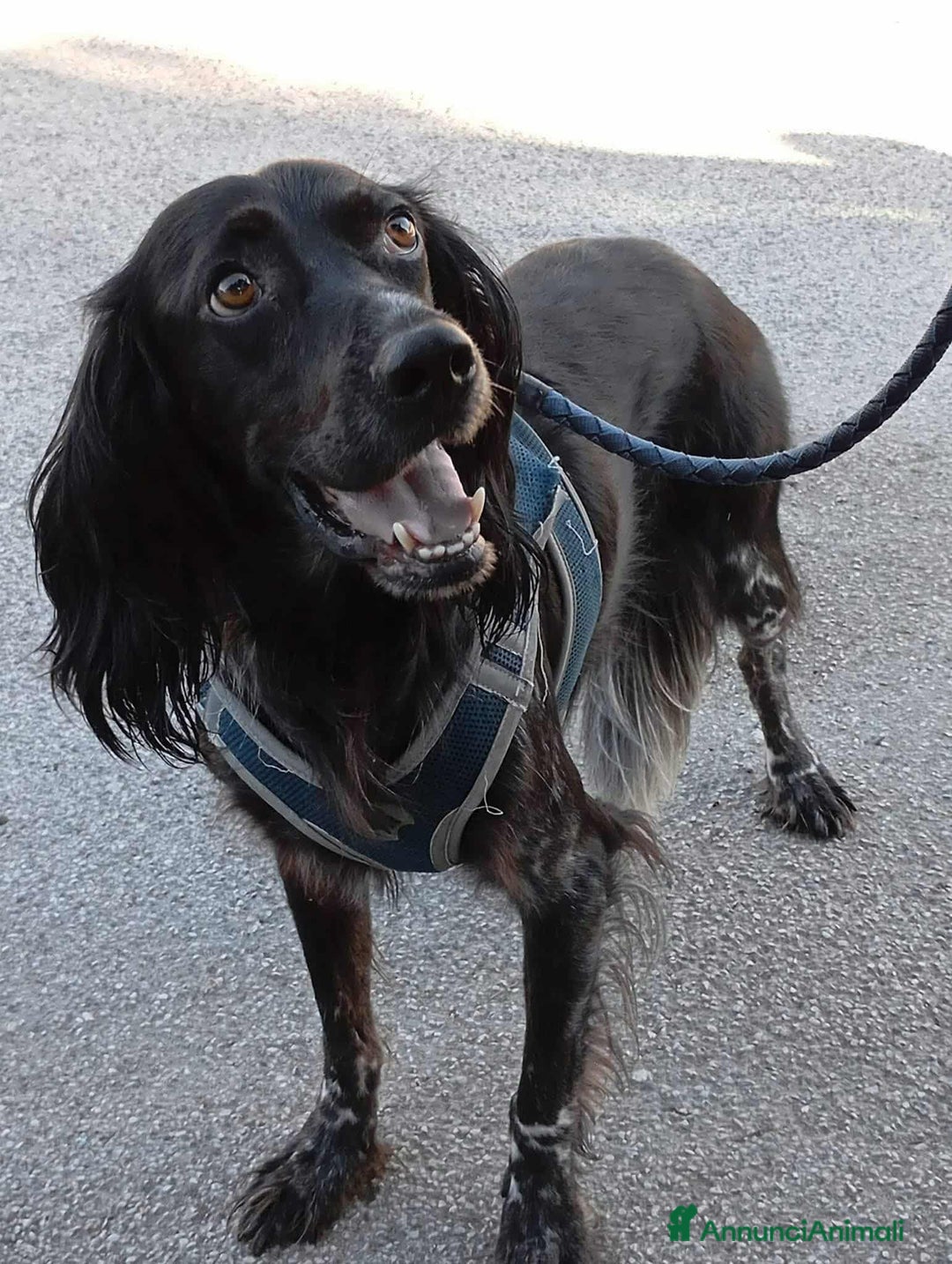 Setter Gordon cani in regalo: FREE, dolcissimo mix SETTER! Tg MEDIO-CONTENUTA - Annuncio 4