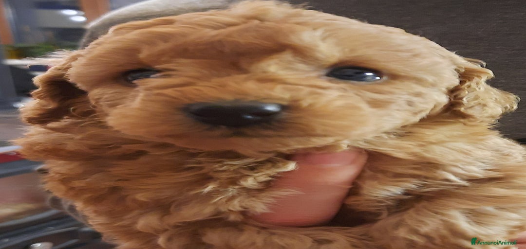 Immagine della galleria {{count}}