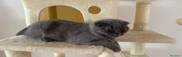 British gatti in vendita: Quattro piccoli British cercano casa 🐾 - Annuncio 28
