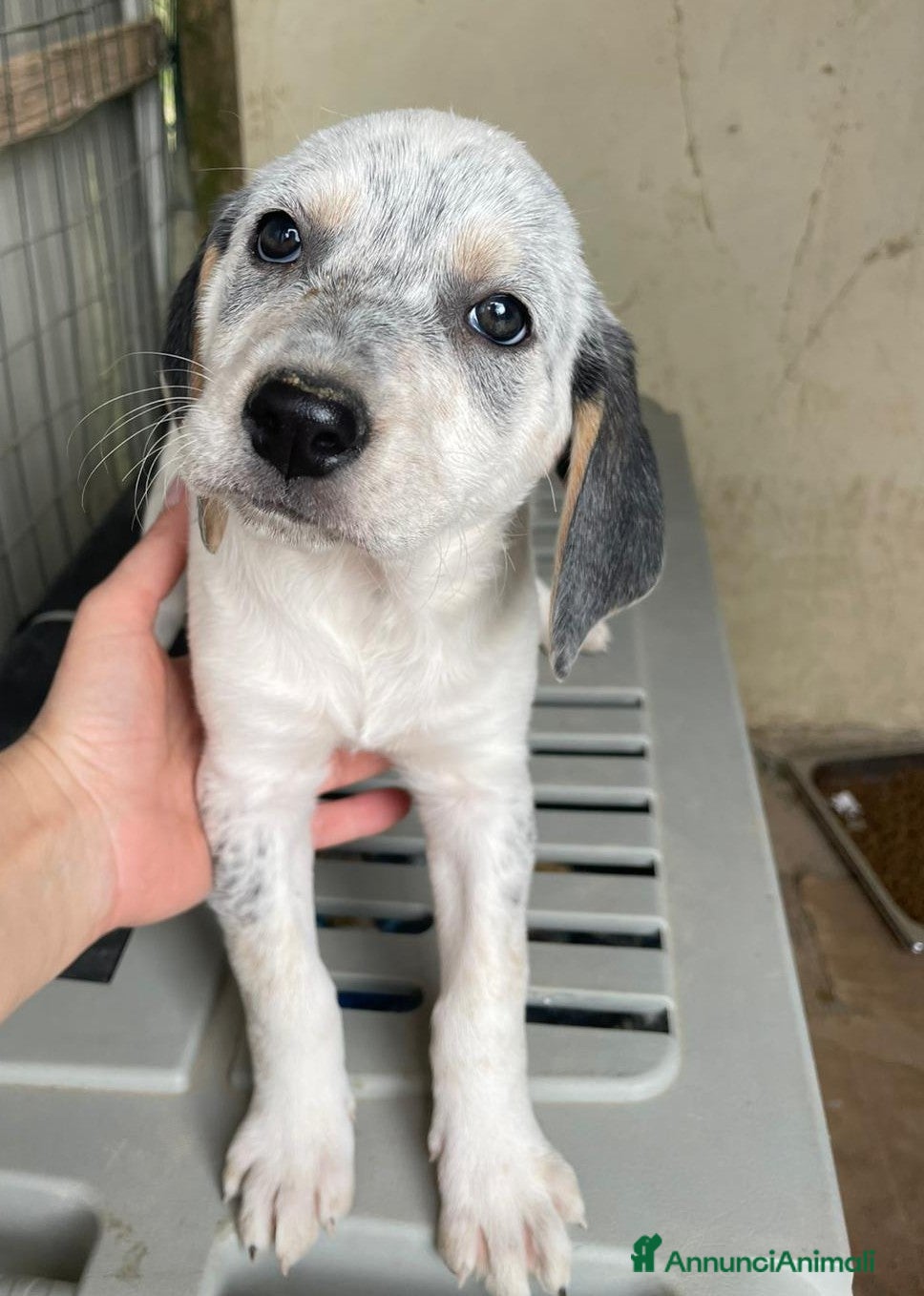 Segugio cani LA DOLCISSIMA SIRYA - Annuncio 22