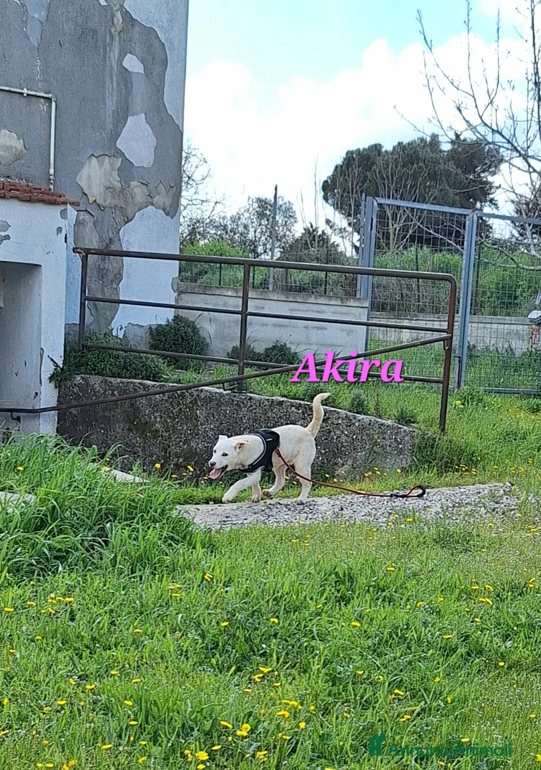 Meticcio cani in regalo: Akira mix akita in adozione  - Annuncio 2