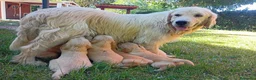Golden Retriever cani in vendita: Ultimi 2 cuccioli di golden retriever - Annuncio 1
