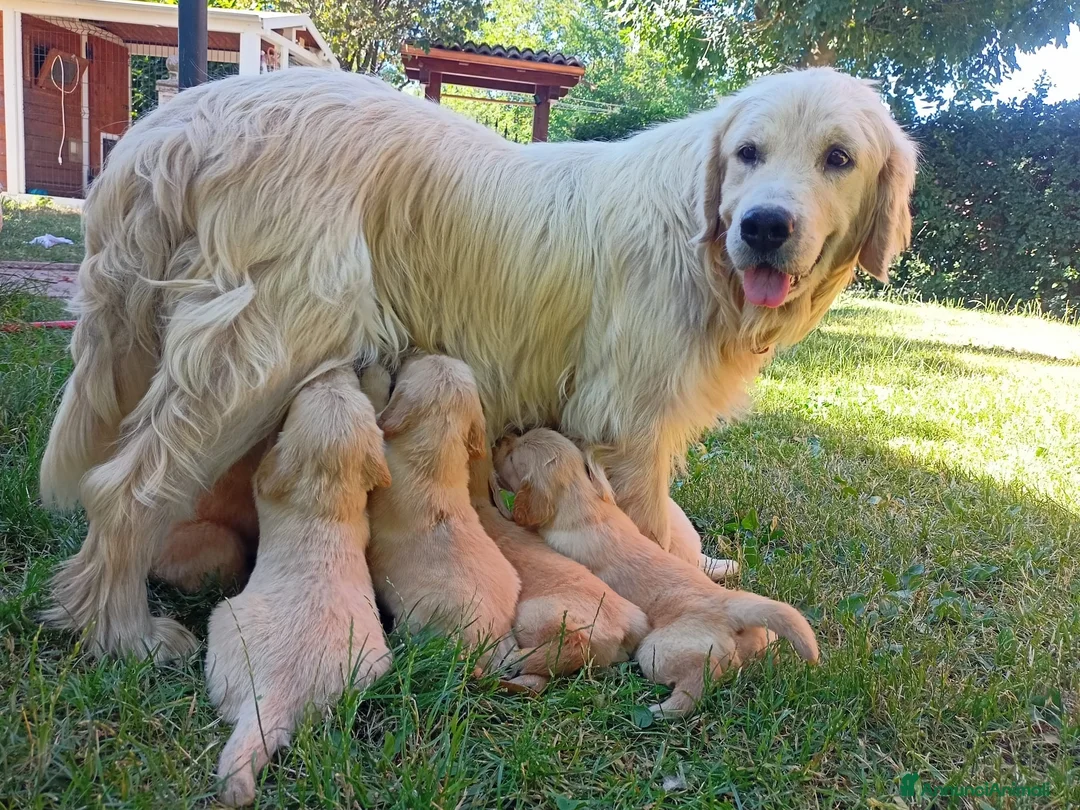 Golden Retriever cani in vendita: Ultimi 2 cuccioli di golden retriever - Annuncio 1