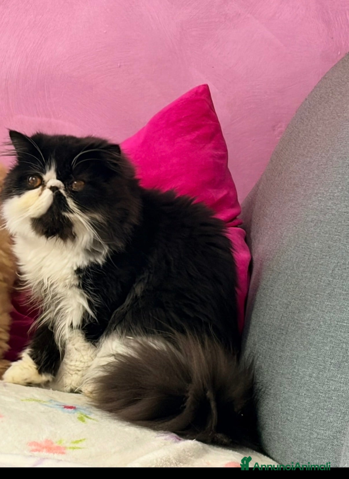 Persiano gatti in regalo: persiano - Annuncio 1