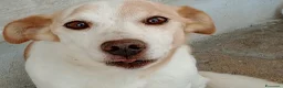 Meticcio cani in regalo: PICCINO - Annuncio 10