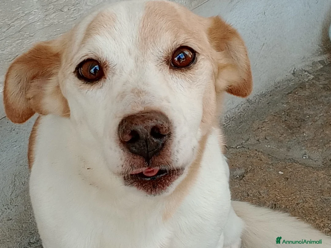 Meticcio cani in regalo: PICCINO - Annuncio 10