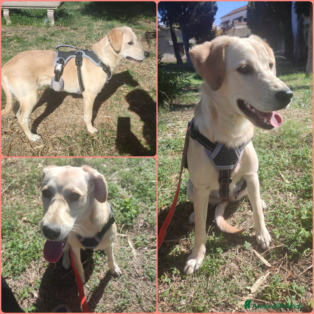 Meticcio cani in regalo: MIA ASPETTA UNA MAMMA  - Annuncio 7