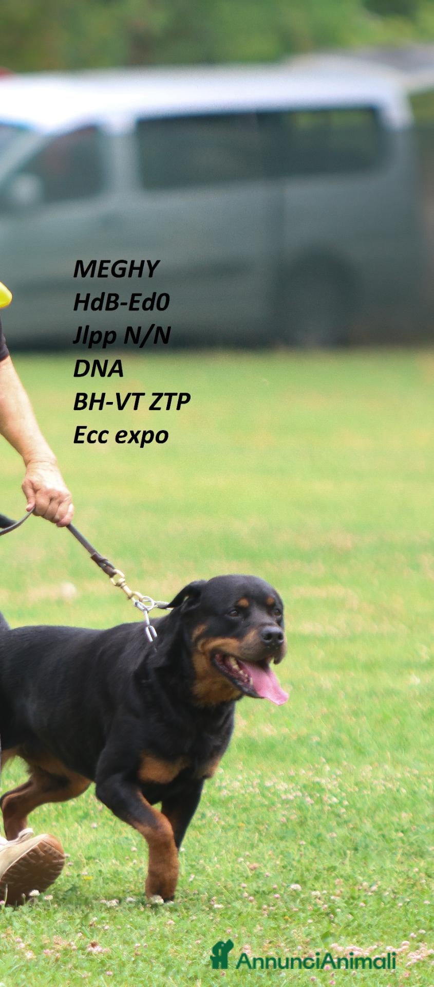Rottweiler cani cuccioli Rottweiler - Annuncio 1