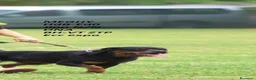Rottweiler cani in vendita: cuccioli Rottweiler - Annuncio 1