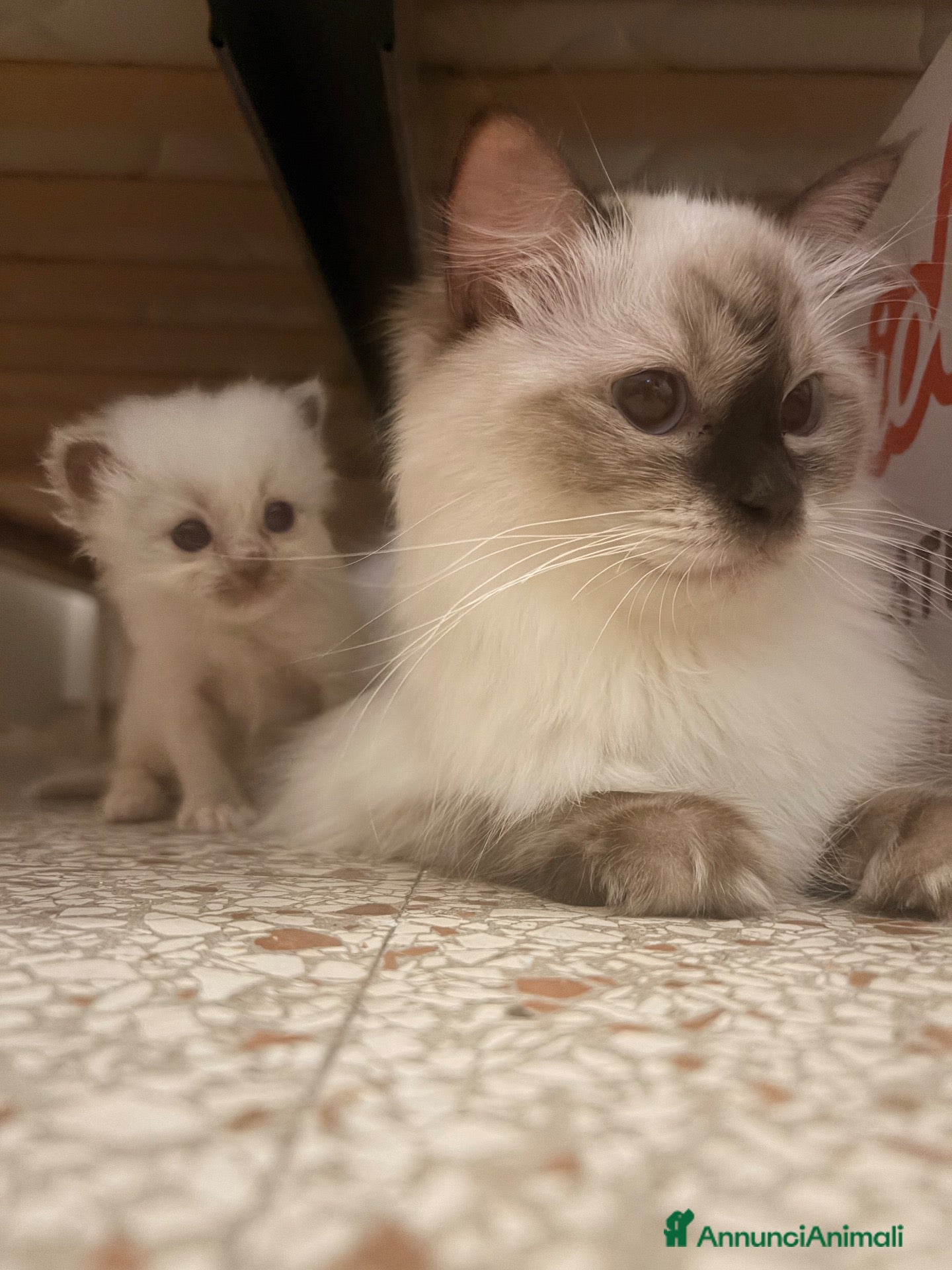 Ragdoll gatti Cucciolo ragdoll blue mitted Bleach - Annuncio 1